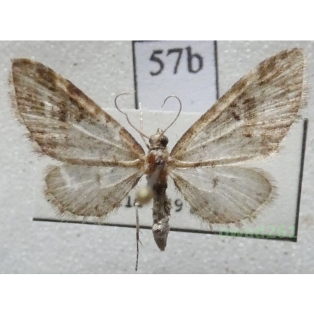 Eupithecia exiguata (Hübner, 1813) Czech57b